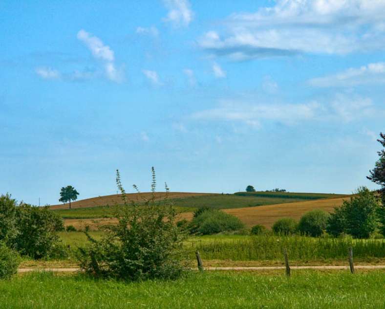 Emmanuel Stourm 2021 The virgin oak