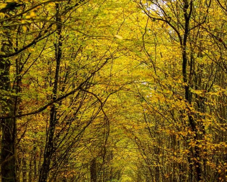 Stéphane Thévenin  Circuit du bois de Thionville