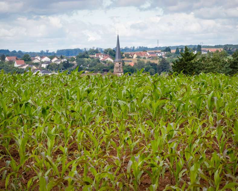 CTurpin - Sarreguemines Tourisme  The Crowned Lion
