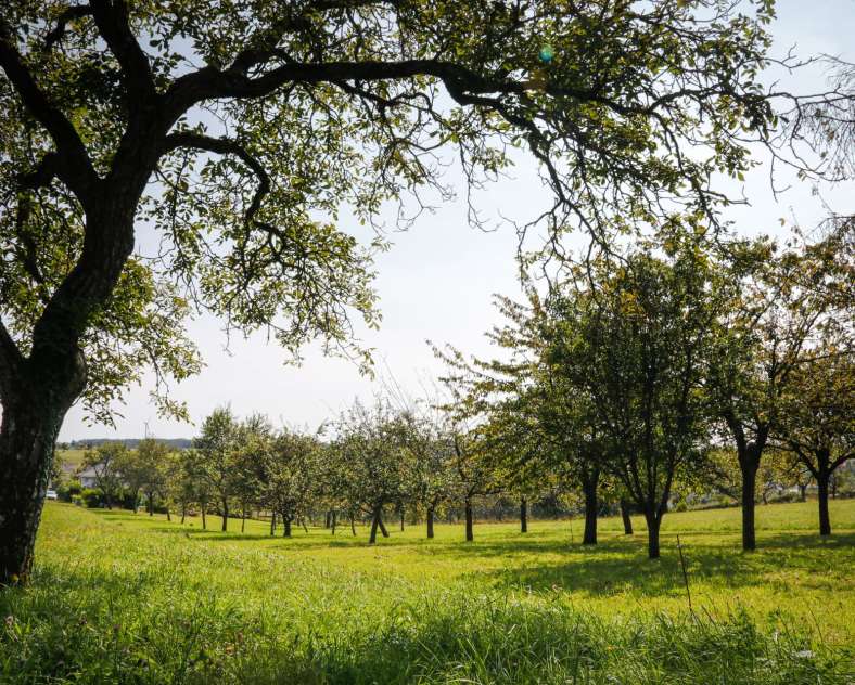 CTurpin - Sarreguemines Tourisme  The Fruit Tree path