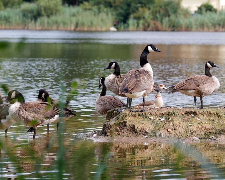 Sarreguemines Tourisme The Reed trail