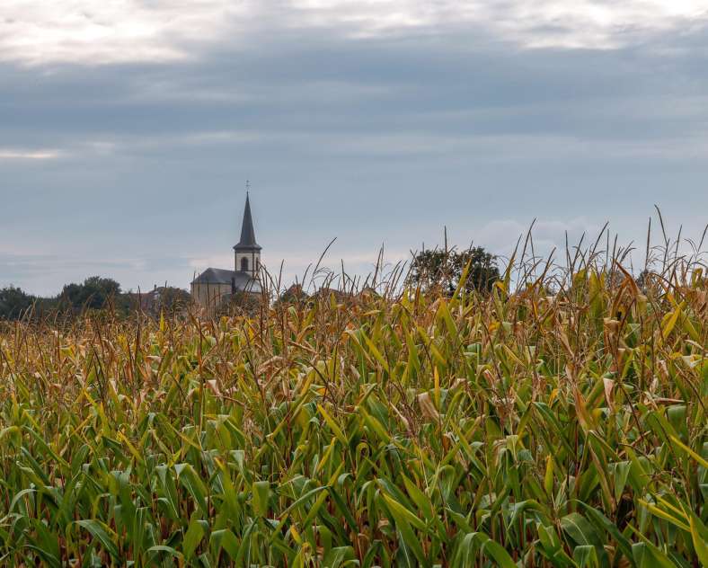 CTurpin_SarregueminesTourisme The Hamann Oak