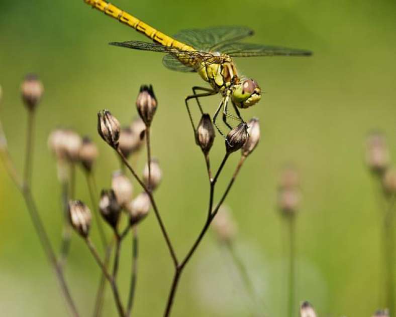 D. Dumont Parc de la canner