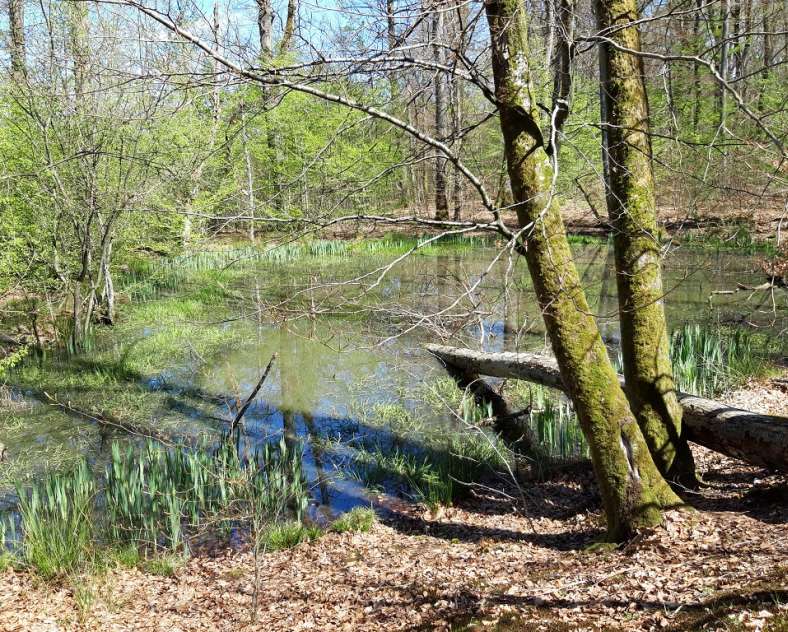 Office de tourisme Saint-Avold Coeur de Moselle Randonnée pédestre à la découverte des mardelles