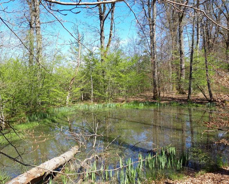 Office de tourisme Saint-Avold Coeur de Moselle Randonnée pédestre à la découverte des mardelles