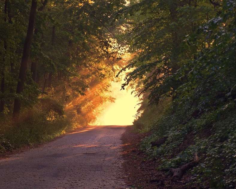 Pixabay Circuit Faux en forêt