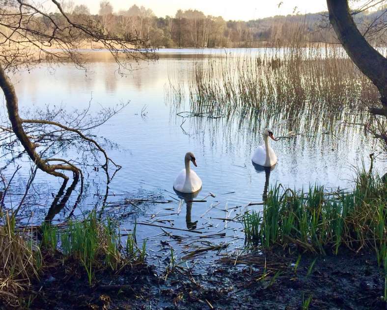 Valentin Beck  Le sentier du marais - étang de l'Escherbruch