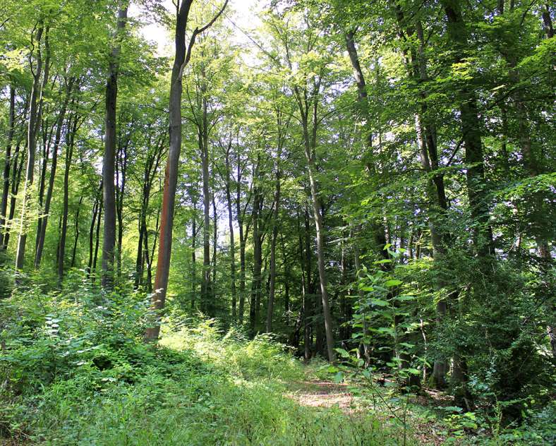 CTurpin_SarregueminesTourisme Premium hiking blies-grenz-weg