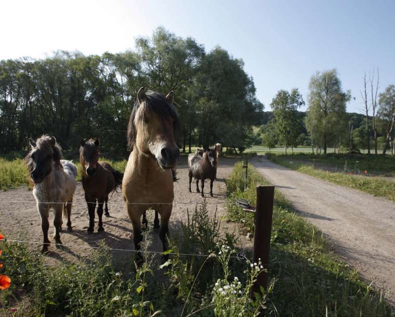 Gilles Pecqueur - Sarreguemines Tourisme Tour in the footsteps of the Romans