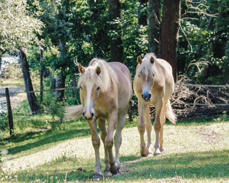 JLauer-SarregueminesTourisme  Balade à poneys - Élevage Del Navajo