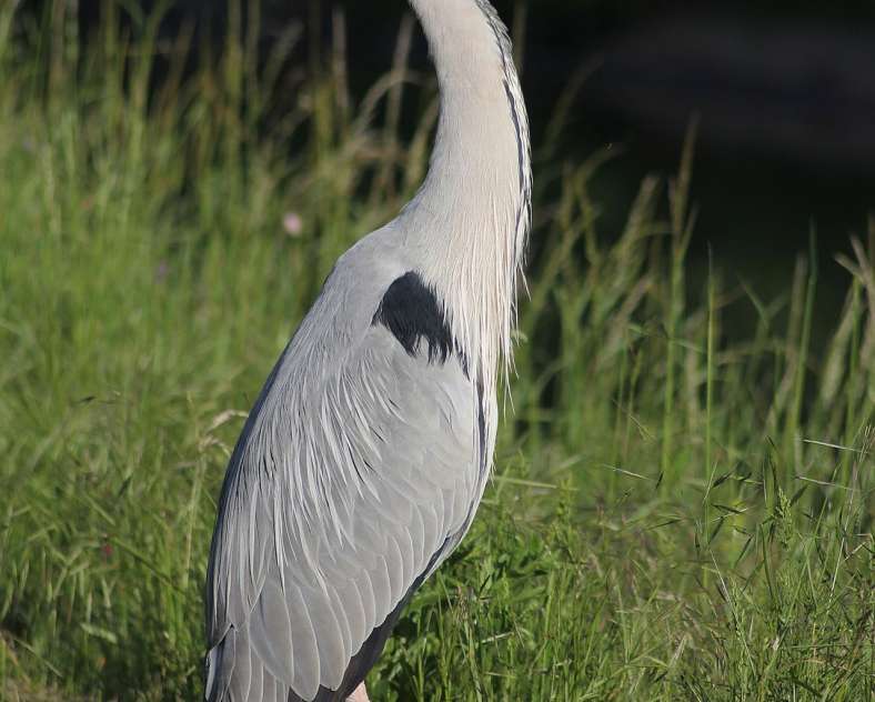 Sarreguemines Tourisme  Sentier du héron