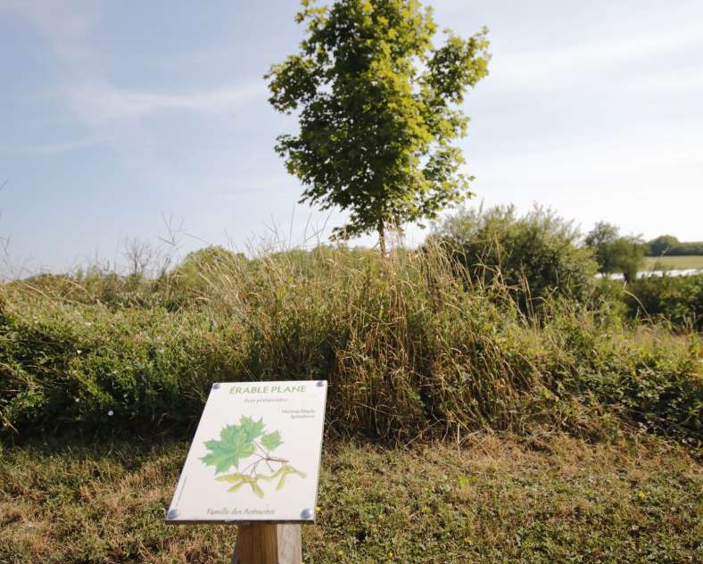 CTurpin - Sarreguemines Tourisme Arboretum