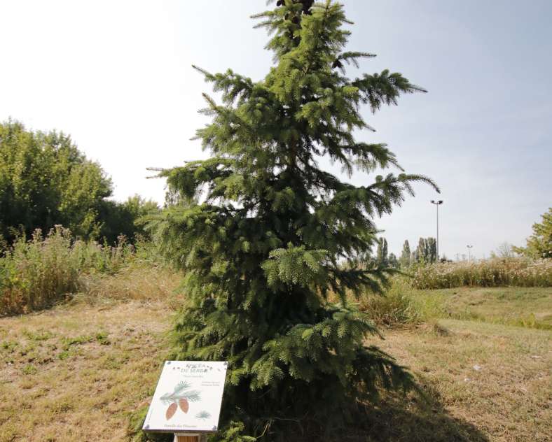 CTurpin - Sarreguemines Tourisme Arboretum