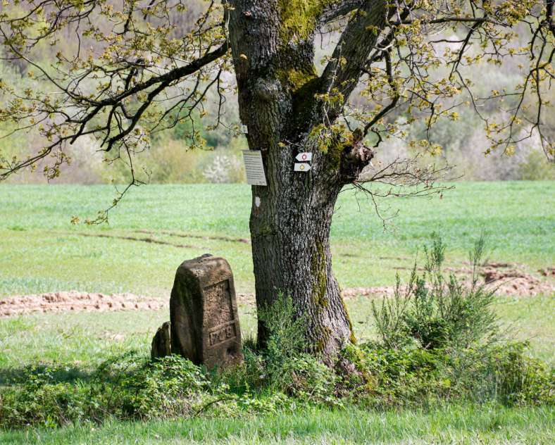 Cindy Turpin - Sarreguemines Tourisme  Rémelfing hiking trail