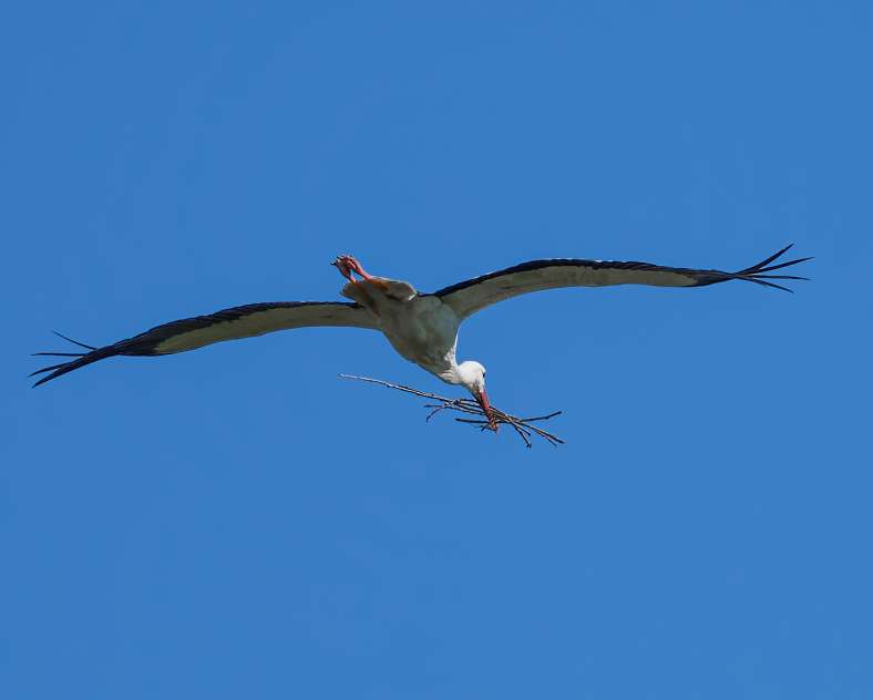 Damien C Photographie Stork Trail
