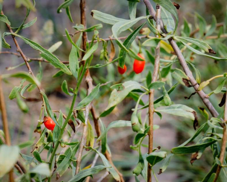 CTurpin - Sarreguemines Tourisme Le goji du val