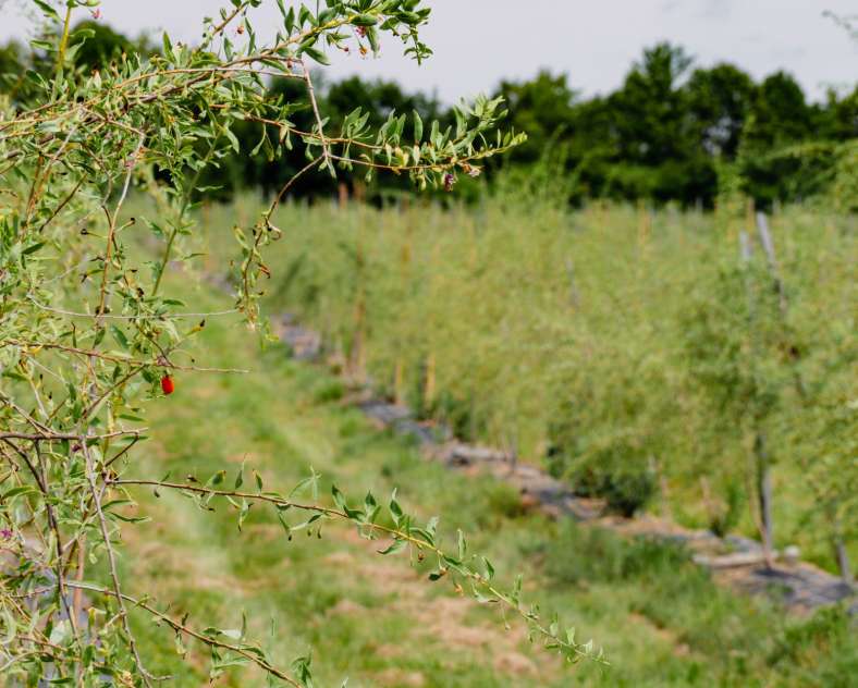 CTurpin - Sarreguemines Tourisme Le goji du val