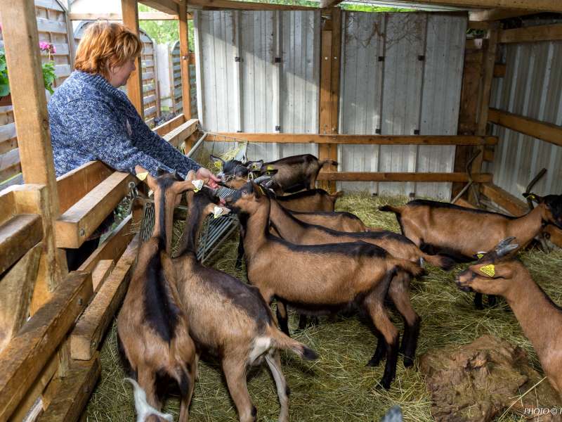 FLY PIXEL Visite de la chèvrerie de l'Est