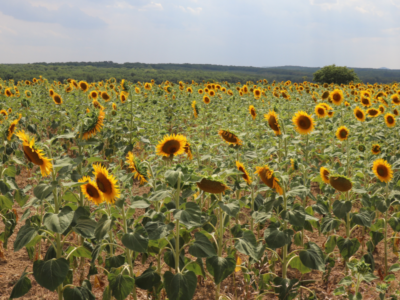 J. Leclercq OT-CCCE Boust pedestrian circuit