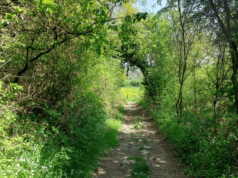Estelle Cheli OT-CCCE Jean-Marie Pelt linear path