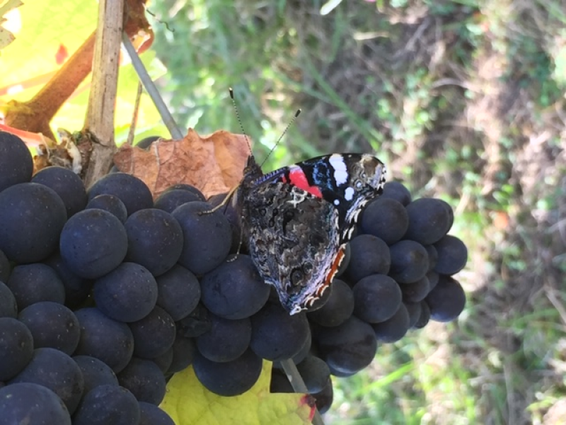Domaine Mur du Cloître Domain Mur du Cloître