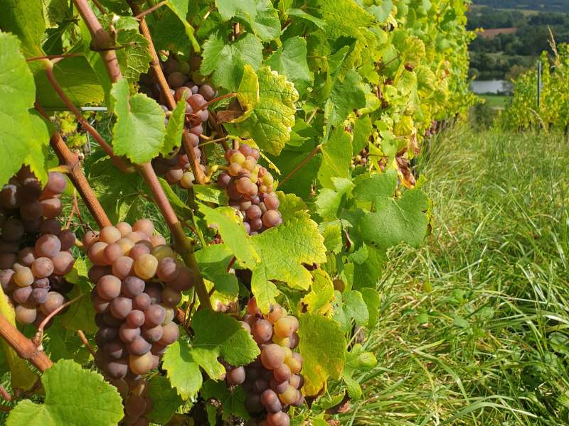 OT CCCE Fun trail - Le Vin de Contz-les-Bains