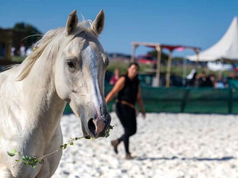 Centre équestre Dream Ranch Centre équestre Dream Ranch