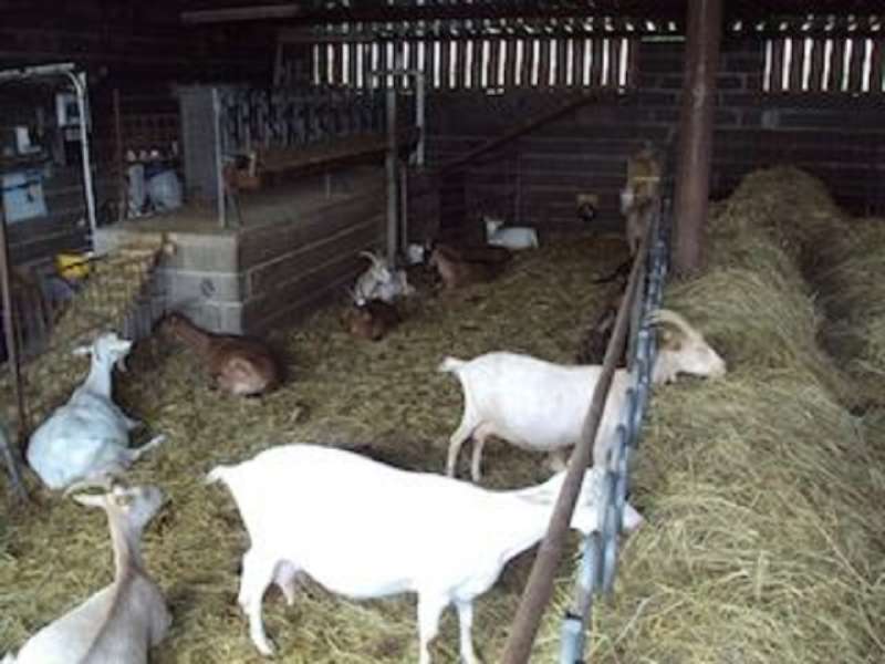 La Biquetterie  La Biquetterie farm