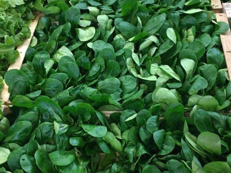 Les Jardins Vitrés  Les jardins Vitrés