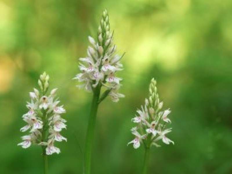 crédit photo : J J Weimerskirch Montenach National Nature Reserve