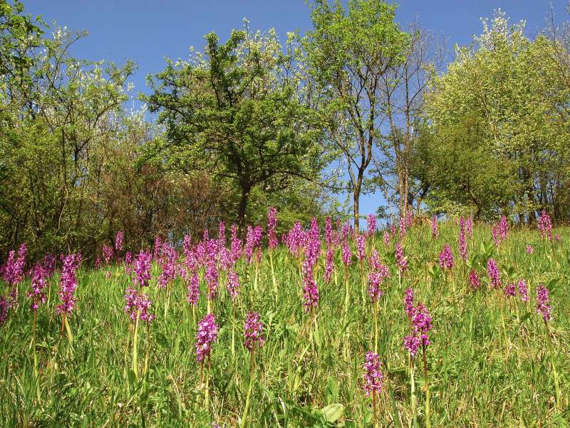 Jean-Jacques Weimerskirch  Maison de la nature du Pays de Sierck - la cabane