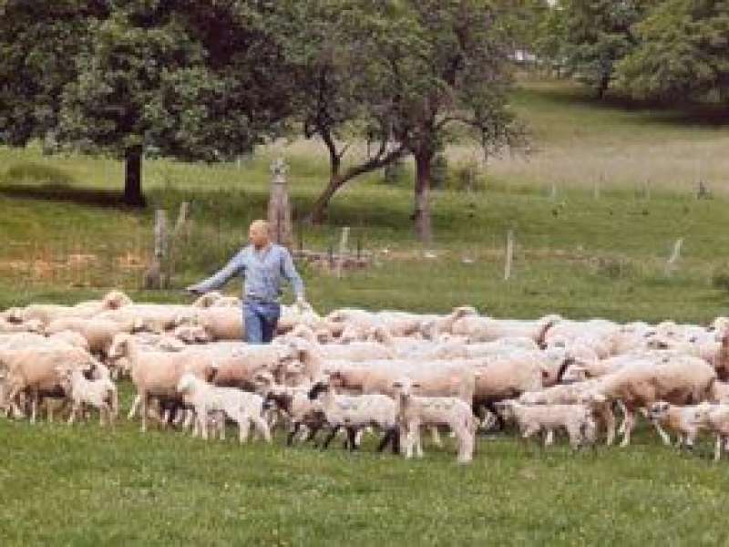 Joseph Rémillon Découverte de la ferme à Guébling