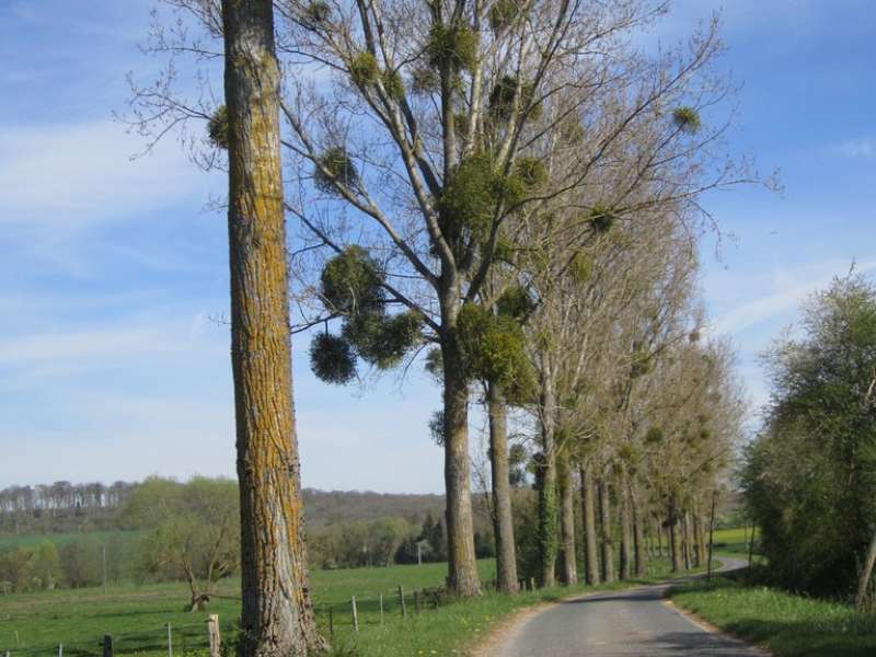 ccs Sentier forestier de Mulcey