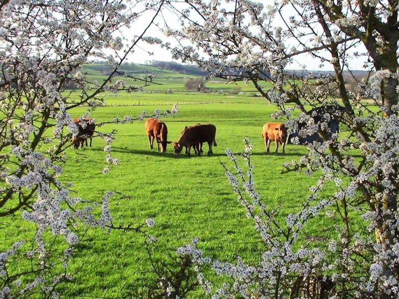 maison_Davrainville Maison Davrainville