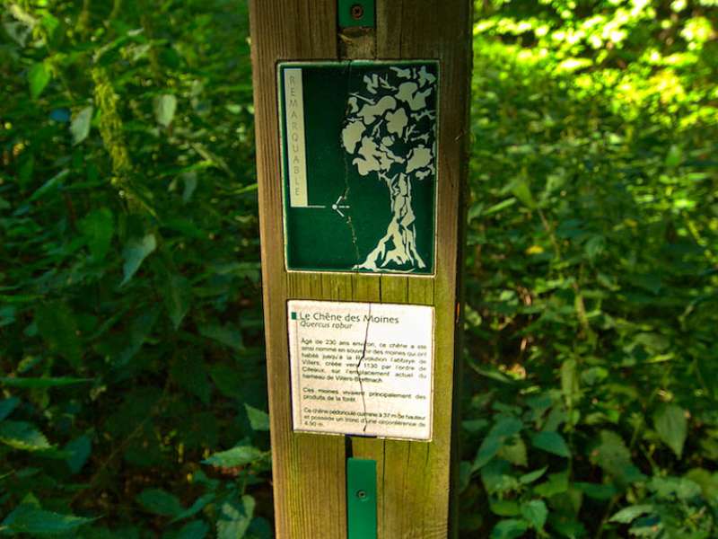 Emmanuel Stourm 2020
Licence Open Data The monks' oak