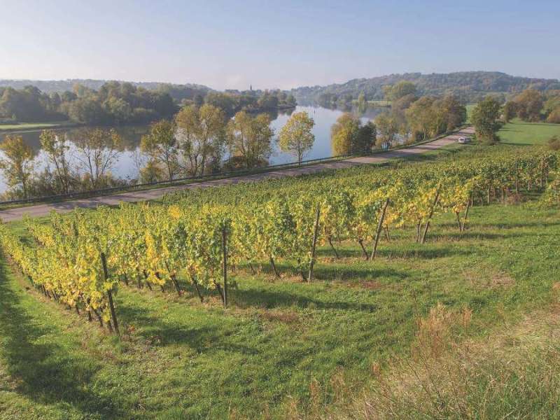 MOSELLE WINE ROUTE - PAYS MESSIN
