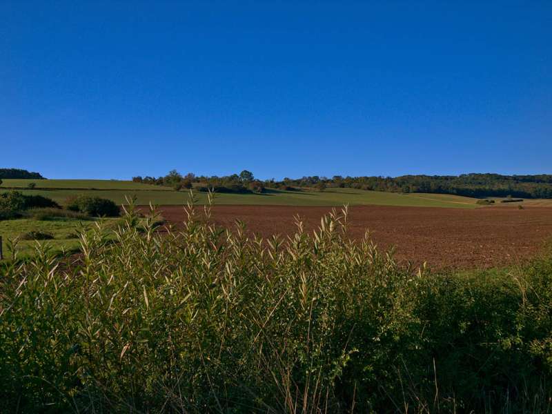 BETWEEN ORCHARDS AND FORESTS