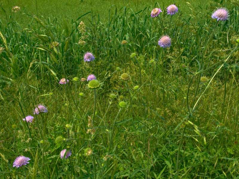 Emmanuel Stourm 2021
Licence OpenData The upper Canner valley