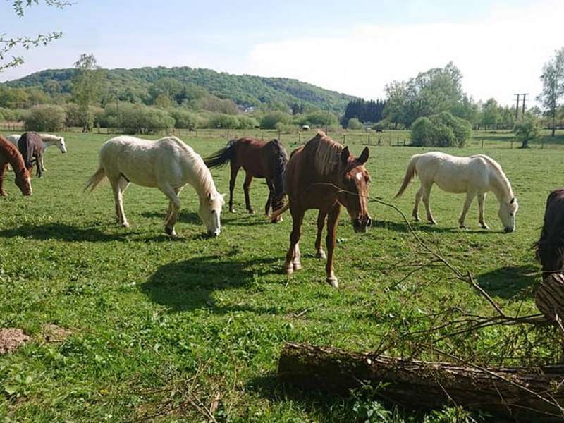 Facebook Domaine de la Forge Centre équestre du domaine de la Forge