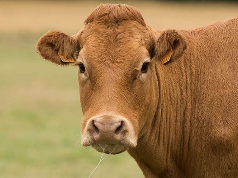Ferme Streiff Ferme Streiff