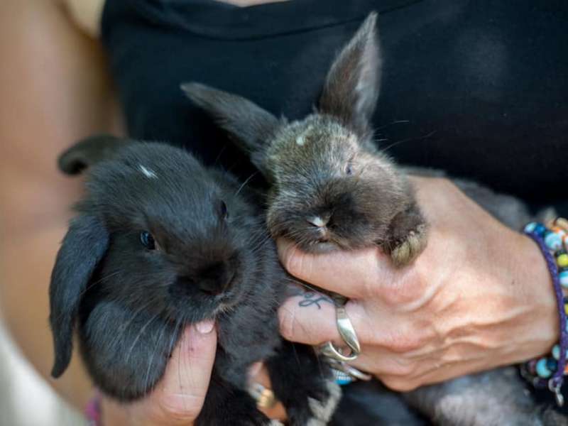 Facebook Ferme de la petite vallée  Ferme de la petite vallée