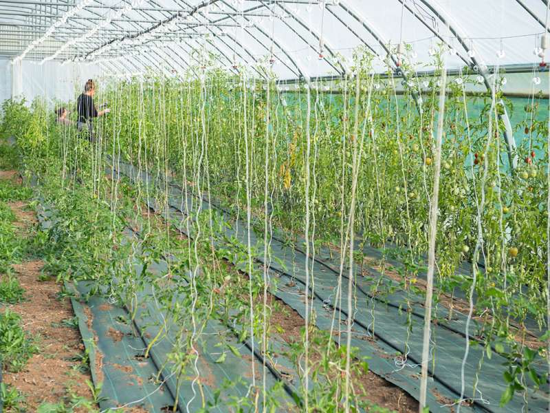 Gilles Dorschner Les jardins bio du Tanzgarten