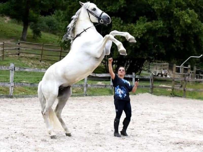 Les écuries du moulin à poudre Les écuries du moulin à poudre