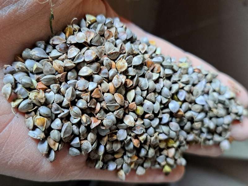 Facebook Grain Dépaysant  Ferme biologique Grain dépaysant