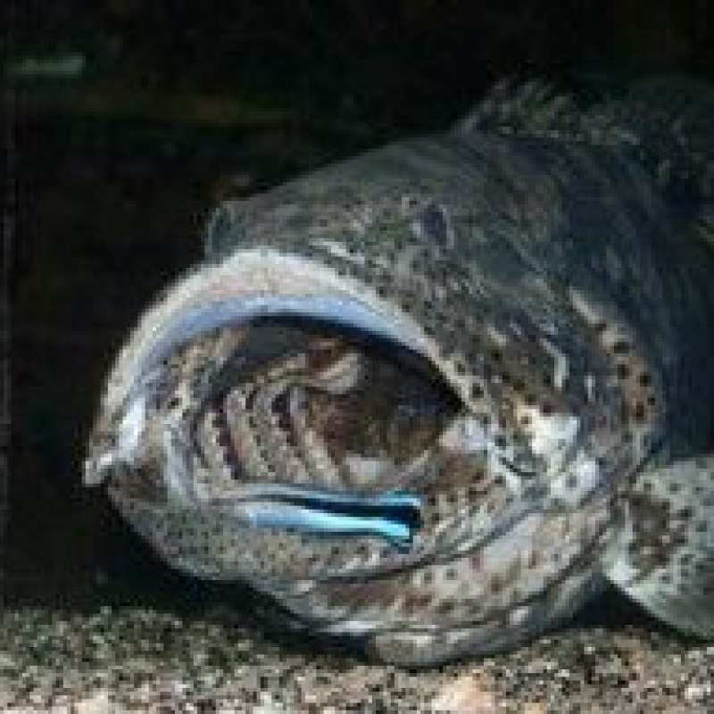 Eric Isler Amnéville Aquarium