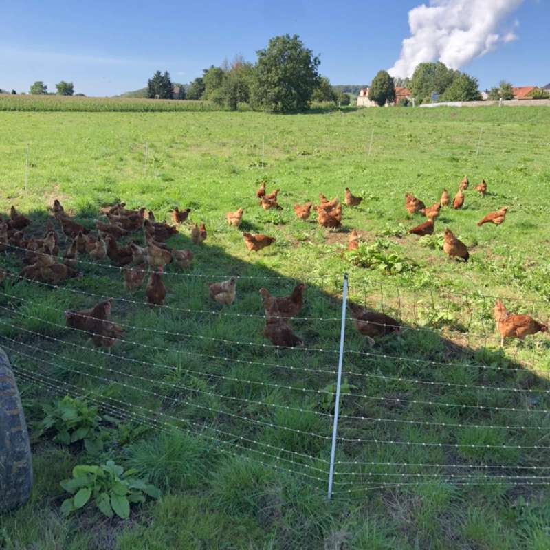 Élevage Schneider Élevage Schneider