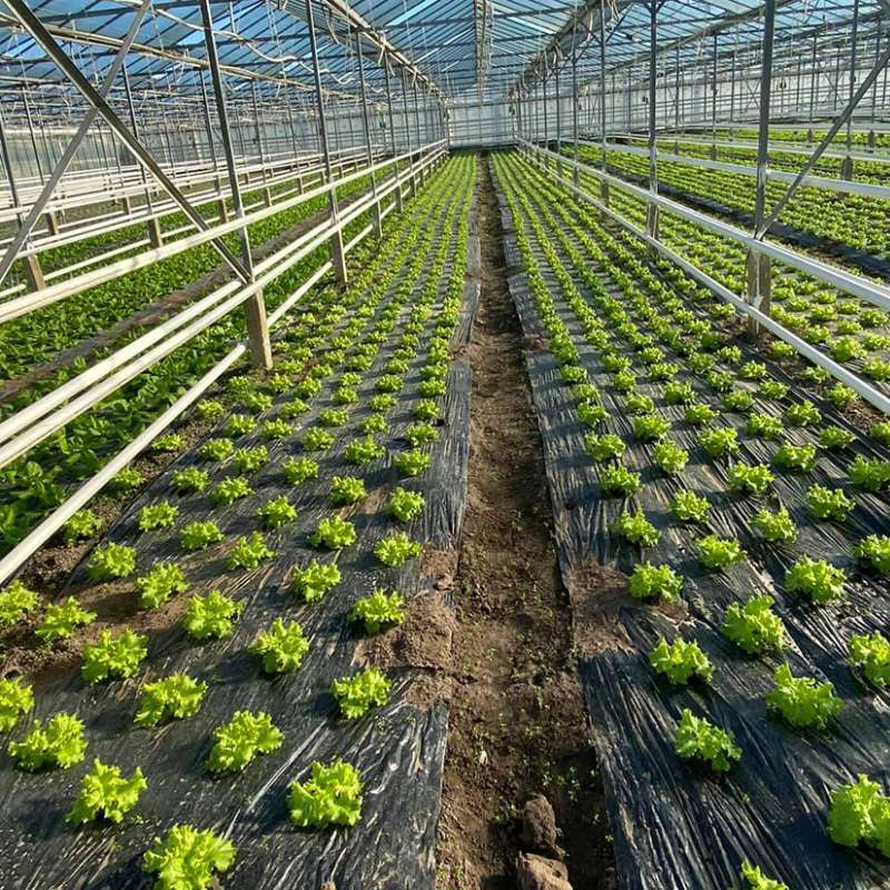 Les Jardins Vitrés  Les jardins Vitrés