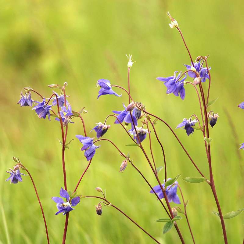 Jean-Jacques Weimerskirch  Maison de la nature du Pays de Sierck - la cabane