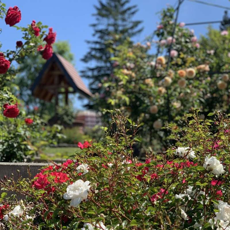 Arboriculteurs de Danne et 4 Vents Jardin des roses