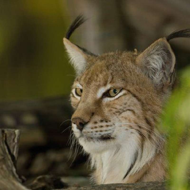 Parc animalier de Ste Croix Sainte-Croix animal park